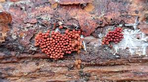 Attēlu rezultāti vaicājumam “Heterotrichia ferruginea (syn. Arcyria ferruginea)”