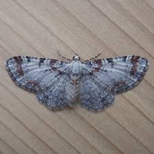 Attēlu rezultāti vaicājumam “Semioscopis oculella”