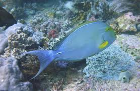 Image result for Acanthurus xanthopterus
