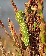 Attēlu rezultāti vaicājumam “Anarta myrtilli”