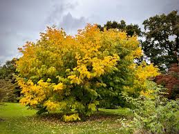 Attēlu rezultāti vaicājumam “Cladrastis kentukea”