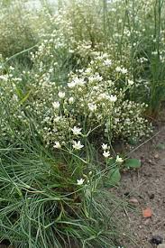 Attēlu rezultāti vaicājumam “Arenaria procera leaf”