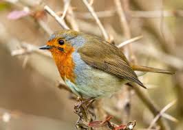 Attēlu rezultāti vaicājumam “Erithacus rubecula eggs”