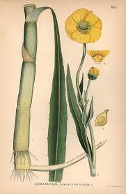 Attēlu rezultāti vaicājumam “Ranunculus lingua”