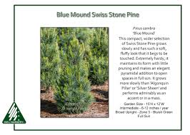 Image result for Pinus cembra