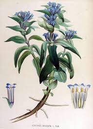 Attēlu rezultāti vaicājumam “Gentiana cruciata flower”