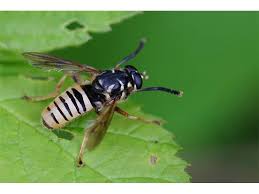 Attēlu rezultāti vaicājumam “Temnostoma vespiforme”