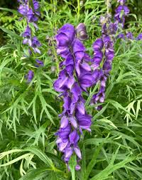 Attēlu rezultāti vaicājumam “Aconitum napellus leaf”