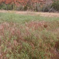 Attēlu rezultāti vaicājumam “Anisantha tectorum fruit”
