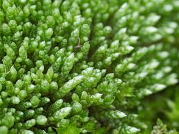 Attēlu rezultāti vaicājumam “Bryum argenteum”