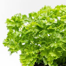 Image result for Petersilie