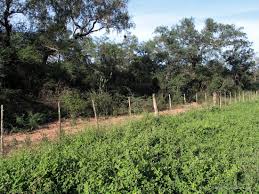 Attēlu rezultāti vaicājumam “Enteridium liceoides macro”