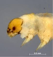 Attēlu rezultāti vaicājumam “Yponomeutidae”