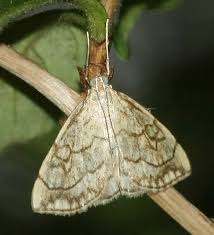 Attēlu rezultāti vaicājumam “Evergestis pallidata”