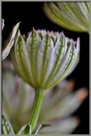 Attēlu rezultāti vaicājumam “Astrantia major fruit”