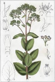 Attēlu rezultāti vaicājumam “Hylotelephium maximum flower”