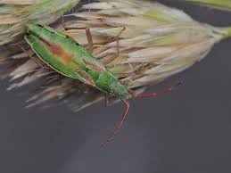 Attēlu rezultāti vaicājumam “Myrmus miriformis”