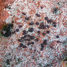 Attēlu rezultāti vaicājumam “Trapelia coarctata”