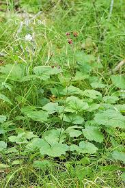 Attēlu rezultāti vaicājumam “Galium rivale leaf”