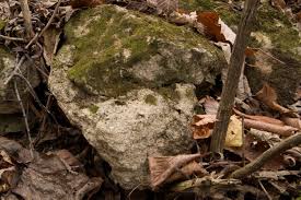 Attēlu rezultāti vaicājumam “Serpoleskea subtilis”