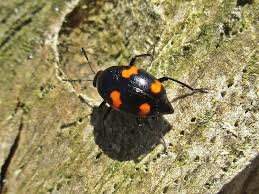 Attēlu rezultāti vaicājumam “Scaphidium quadrimaculatum”