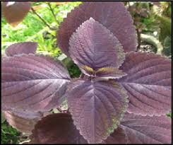 Attēlu rezultāti vaicājumam “Labiatae”