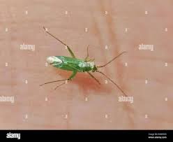 Attēlu rezultāti vaicājumam “Blepharidopterus angulatus”