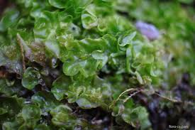 Attēlu rezultāti vaicājumam “Moerckia hibernica”