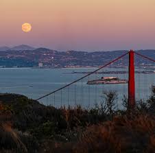 Attēlu rezultāti vaicājumam “Metatrichia floriformis stalked”