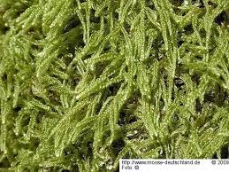 Attēlu rezultāti vaicājumam “Hypnum cupressiforme var. subjulacum”