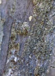 Attēlu rezultāti vaicājumam “Chaenotheca phaeocephala”