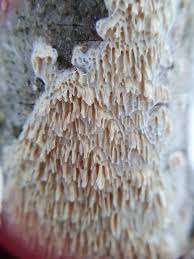 Attēlu rezultāti vaicājumam “Basidioradulum radula”