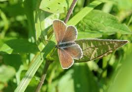Attēlu rezultāti vaicājumam “Eumedonia eumedon underside”