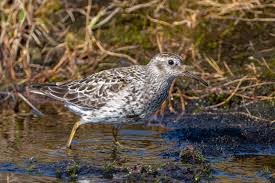 Attēlu rezultāti vaicājumam “Calidris maritima”