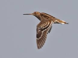 Image result for Gallinago media