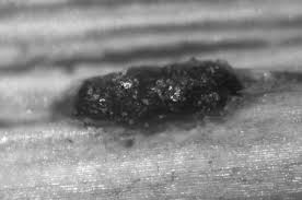 Attēlu rezultāti vaicājumam “Pistillaria sp.”