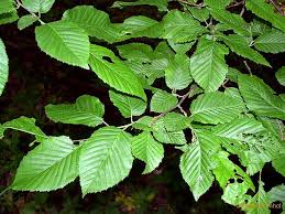 Attēlu rezultāti vaicājumam “Carpinus betulus leaf”