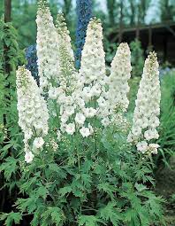 Attēlu rezultāti vaicājumam “Delphinium elatum  bud”