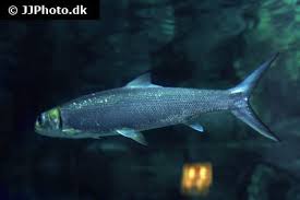 Image result for Elops saurus