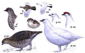 Image result for Lagopus muta