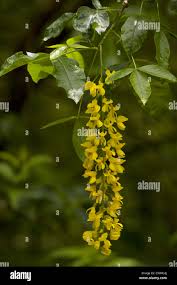 Attēlu rezultāti vaicājumam “Laburnum alpinum flower”