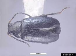 Attēlu rezultāti vaicājumam “Cruciferae”