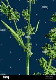 Attēlu rezultāti vaicājumam “Atriplex littoralis leaf”