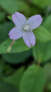 Attēlu rezultāti vaicājumam “Epilobium montanum flower”
