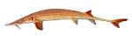 USGS Multimedia Gallery: Alabama Sturgeon