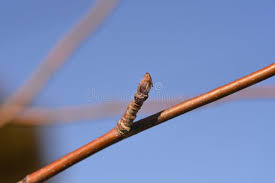 Attēlu rezultāti vaicājumam “Sorbus aucuparia bud”