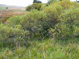 Attēlu rezultāti vaicājumam “Salix pentandra leaf”