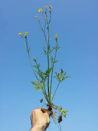 Attēlu rezultāti vaicājumam “Ranunculus polyanthemos”