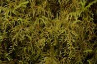 Attēlu rezultāti vaicājumam “Hylocomiastrum umbratum”