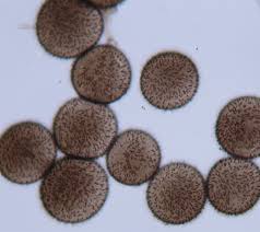 Attēlu rezultāti vaicājumam “Lamproderma ovoideum spores”